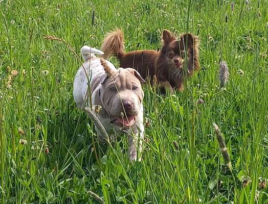 11. Collagen-Challenge
Dein*e Hund*e in verschiedenen Lebensphasen-Beitrag-Bild