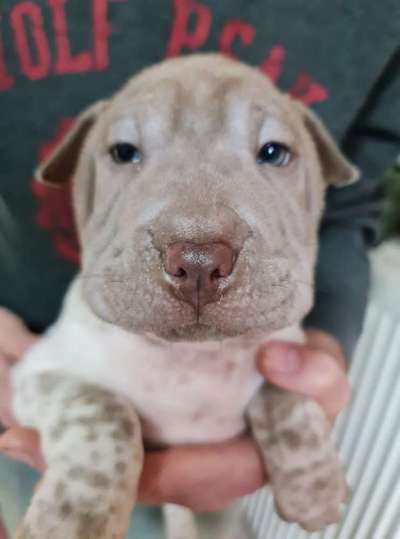 Welpen Bilder !-Beitrag-Bild