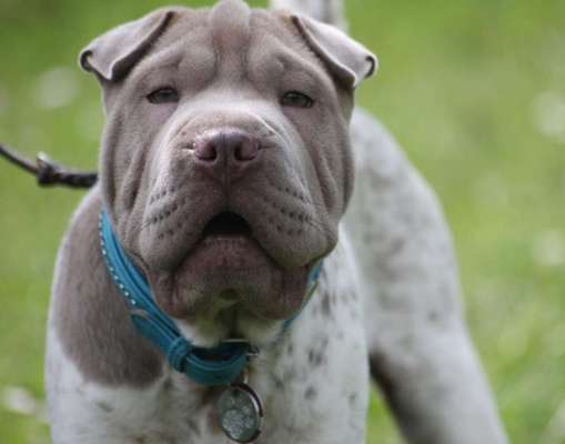 23. Collagen-Challenge: Portraits-Beitrag-Bild