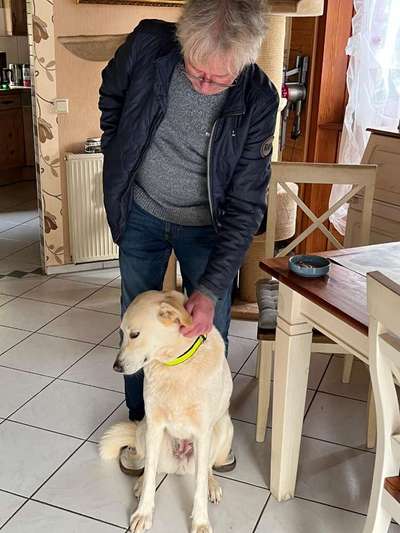 Tierschutzhunde suchen ein Zuhause-Beitrag-Bild