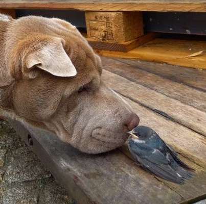 63. Handyfotochallenge   * Nase dran ! *-Beitrag-Bild