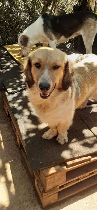 Tierschutzhunde suchen ein Zuhause-Beitrag-Bild