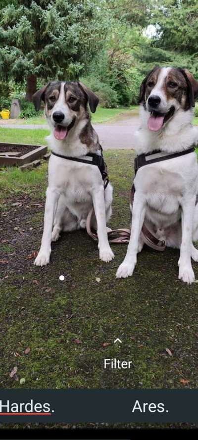 Tierschutzhunde suchen ein Zuhause-Beitrag-Bild