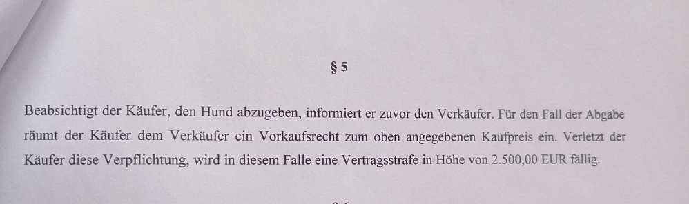 Überbiss beim Welpe-Beitrag-Bild