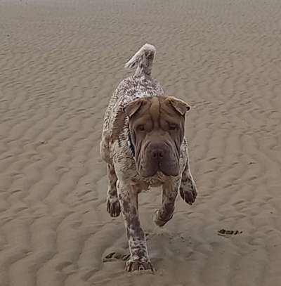 28. Farben Foto Challenge * BEIGE *-Beitrag-Bild