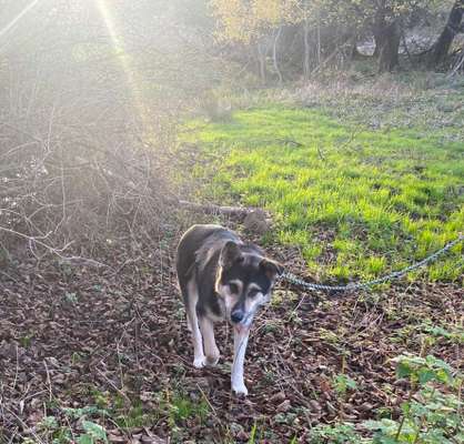 Tierschutzhunde suchen ein Zuhause-Beitrag-Bild