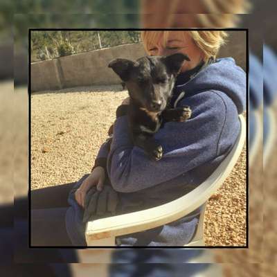 Tierschutzhunde suchen ein Zuhause-Beitrag-Bild