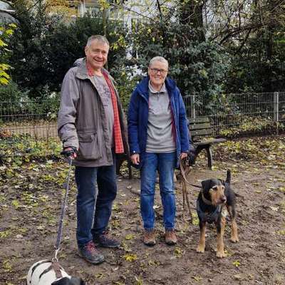 Wie kann man den Hunden im Ausland helfen ?  Stichwort Adoption !-Beitrag-Bild