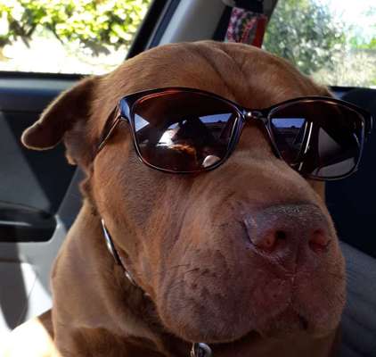 149. Foto Challenge: Wer ist hier der Boss!-Beitrag-Bild