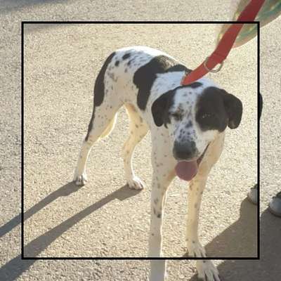 Tierschutzhunde suchen ein Zuhause-Beitrag-Bild