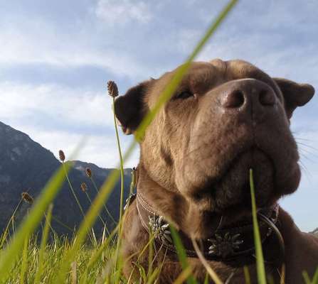 Fotosammlung: ,,Der natürliche Hund" Unbearbeitet, ungestellt und in Natura-Beitrag-Bild