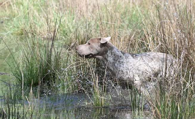 52. Collagenchallenge: Dein Hund im Sonnenschein-Beitrag-Bild