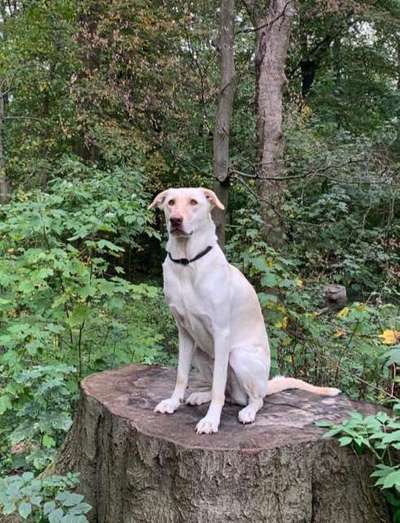 Tierschutzhunde suchen ein Zuhause-Beitrag-Bild