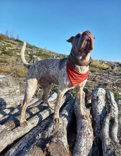 11. Collagen-Challenge
Dein*e Hund*e in verschiedenen Lebensphasen-Beitrag-Bild