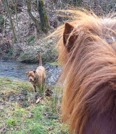 41. Handy Fotochallenge - Euer gemeinsames Hobby-Beitrag-Bild