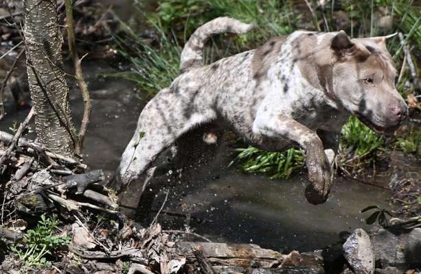 Dogorama Photo Challenge - Hunde in Action-Beitrag-Bild