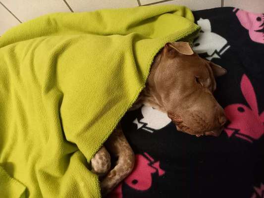 Aktuelle Kosten Kastration-Beitrag-Bild