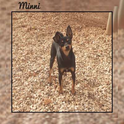 Tierschutzhunde suchen ein Zuhause-Beitrag-Bild