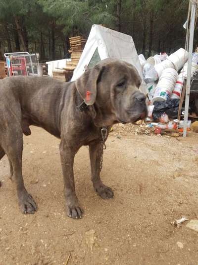 Tierschutzhunde suchen ein Zuhause-Beitrag-Bild