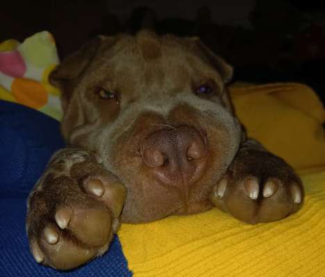 62. Handyfotochallenge
"Schlafende Hunde soll man nicht wecken" - zeigt eure Hunde beim Aufwachen-Beitrag-Bild