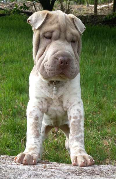 Reinrassige Hunde?-Beitrag-Bild