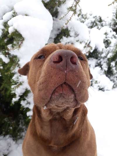 Foto Challenge Nr.: 114
Hunde im Schnee-Beitrag-Bild