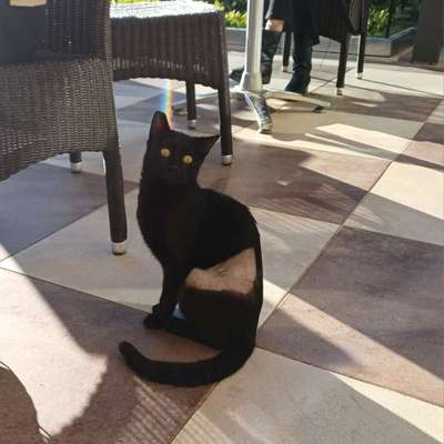 Frage zur Voruntersuchung vor OP beim Hund-Beitrag-Bild