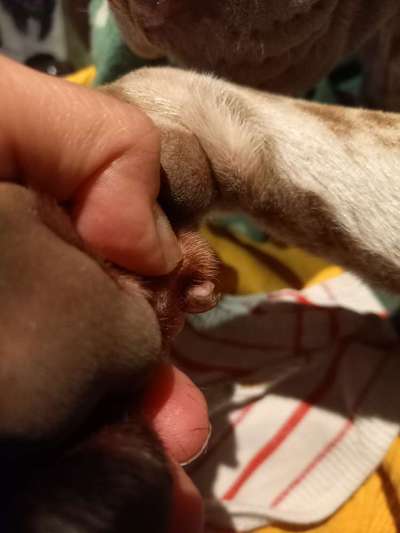 Wolfskralle komisch verwachsen-Beitrag-Bild