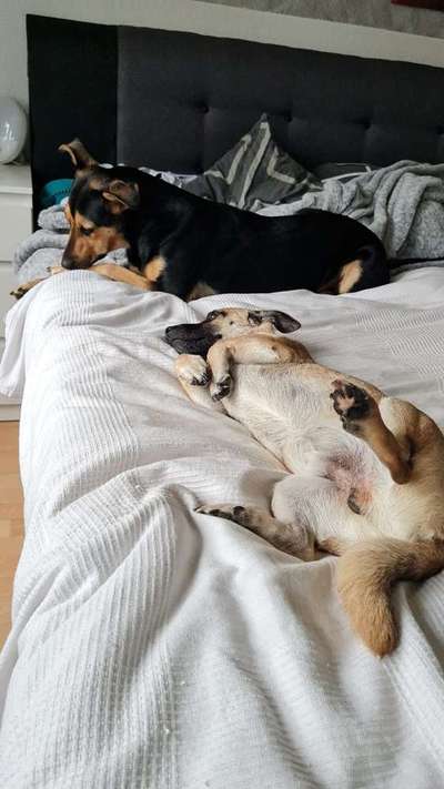 Tierschutzhunde suchen ein Zuhause-Beitrag-Bild