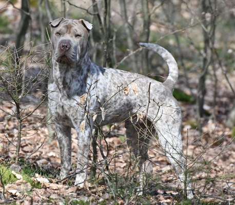 Foto -Challenge  Thema : Dein Hund Im Wald-Beitrag-Bild