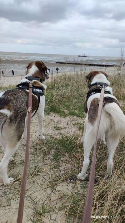 Tierschutzhunde suchen ein Zuhause-Beitrag-Bild