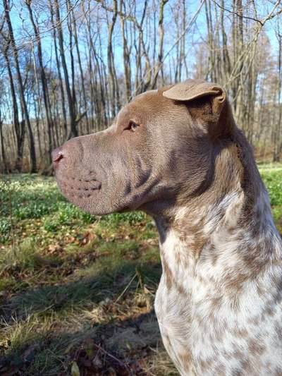 Brachycephale Hunderassen-Beitrag-Bild