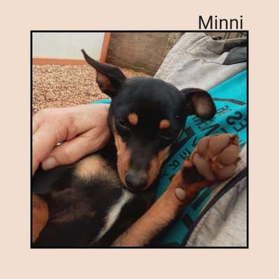 Tierschutzhunde suchen ein Zuhause-Beitrag-Bild