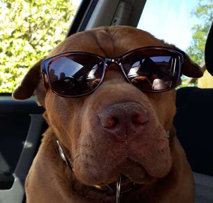 Foto Challenge Thema "Hunde im Auto"-Beitrag-Bild