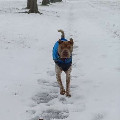 Impulskontrollübung 67: Laufbilder mit dem Hund 📸-Beitrag-Bild