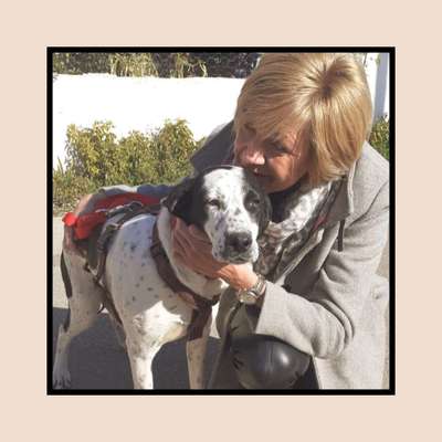 Tierschutzhunde suchen ein Zuhause-Beitrag-Bild