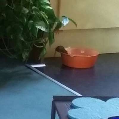 Hund hat Maus gegessen-Beitrag-Bild