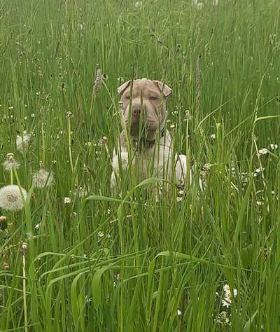 Dogorama Photo Challenge - Durchblick-Beitrag-Bild