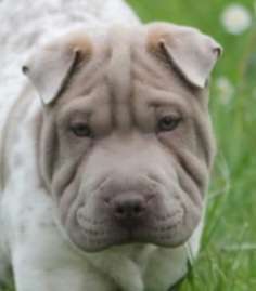 Hunde Porträt (Portrait) Galerie....-Beitrag-Bild