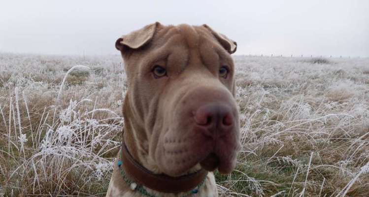 23. Collagen-Challenge: Portraits-Beitrag-Bild