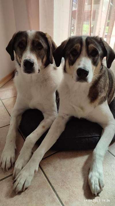 Tierschutzhunde suchen ein Zuhause-Beitrag-Bild