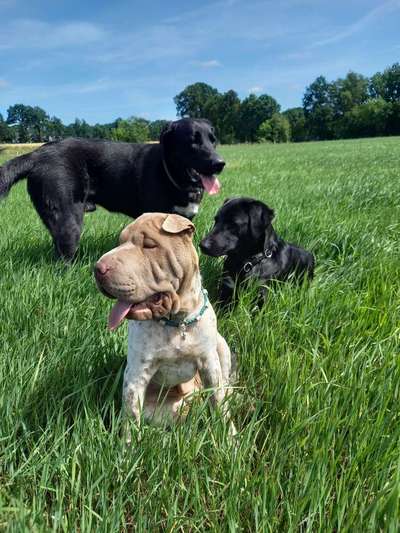 Fotosammlung: ,,Der natürliche Hund" Unbearbeitet, ungestellt und in Natura-Beitrag-Bild