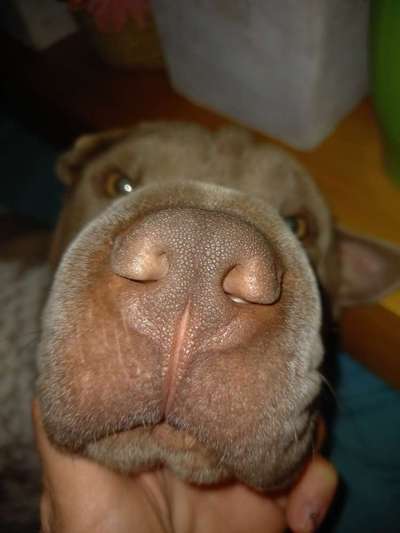 Brachycephale Hunderassen-Beitrag-Bild