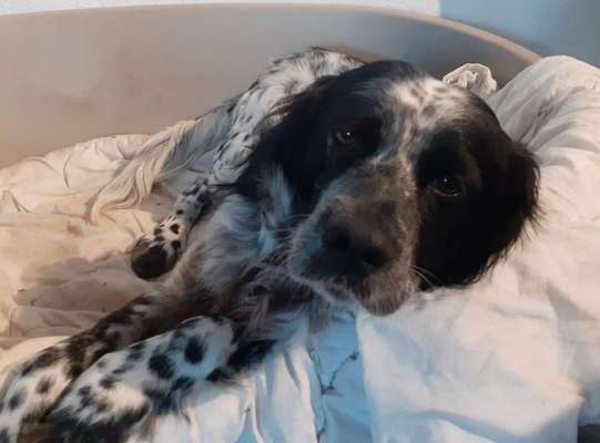 Tierschutzhunde suchen ein Zuhause-Beitrag-Bild