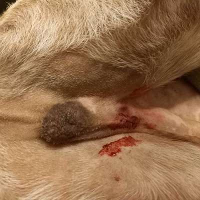 Frage zur Voruntersuchung vor OP beim Hund-Beitrag-Bild