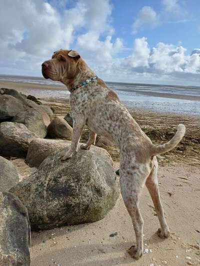 Nicht ganz alltägliche Hundenamen.
Wie kreativ wart ihr?-Beitrag-Bild