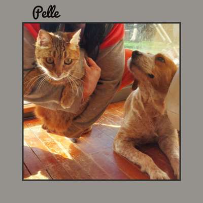 Tierschutzhunde suchen ein Zuhause-Beitrag-Bild