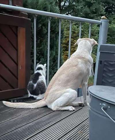 Tierschutzhunde suchen ein Zuhause-Beitrag-Bild