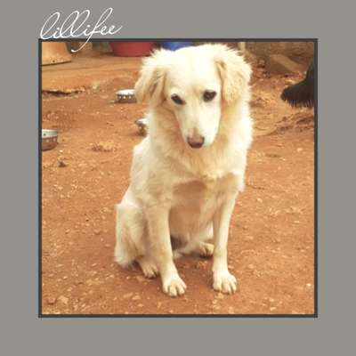 Tierschutzhunde suchen ein Zuhause-Beitrag-Bild