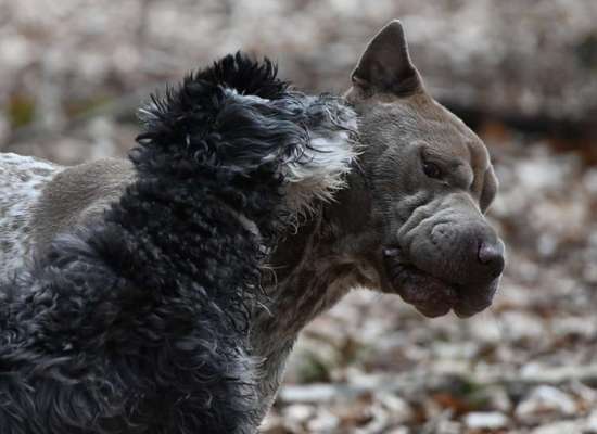 Fotowettbewerb : Hundekommunikation-Beitrag-Bild